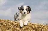 BERGER AUSTRALIEN PUPPIES 305